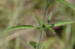 Spotted beebalm